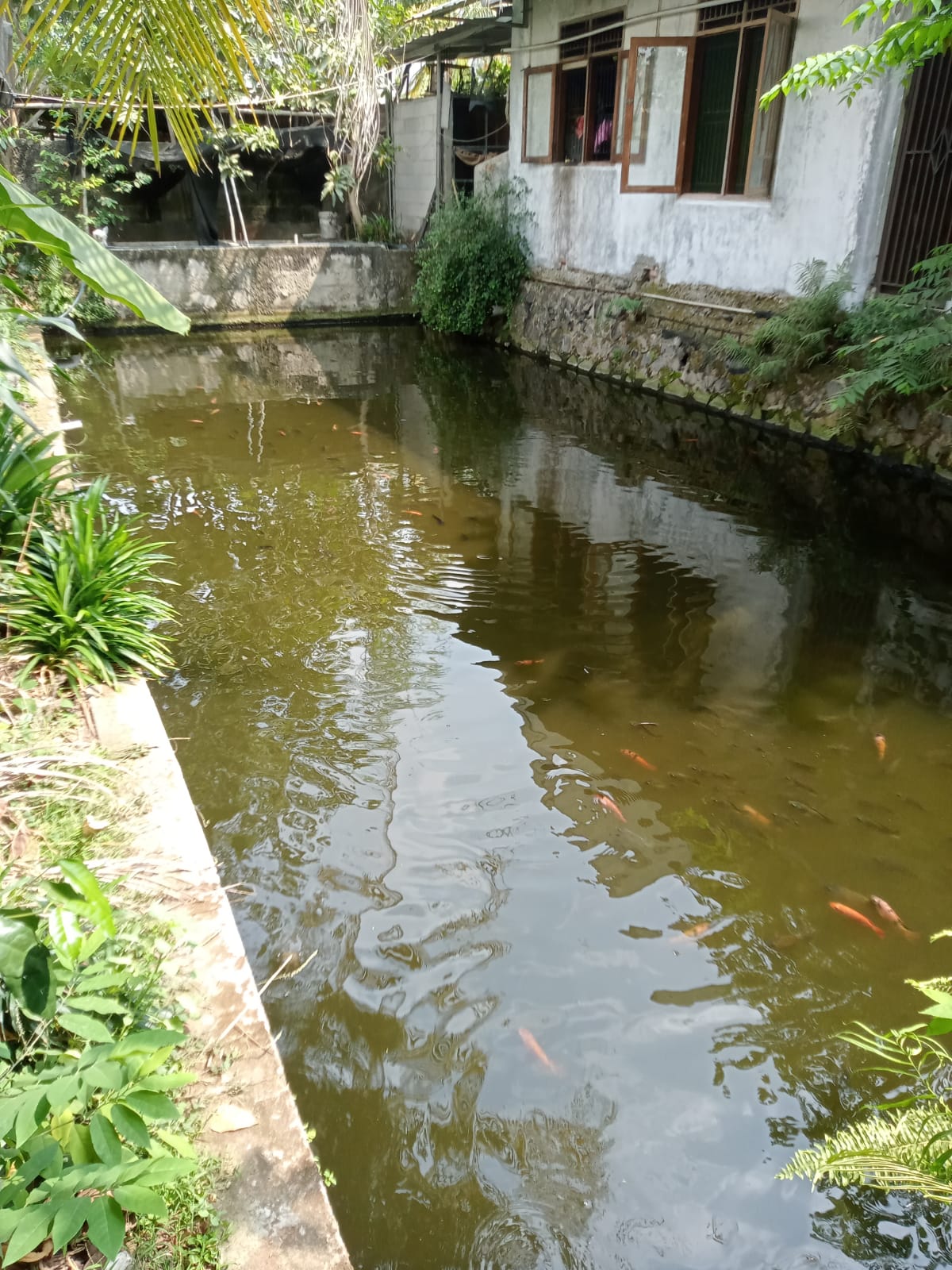 Ikan Air Tawar Pak Malik