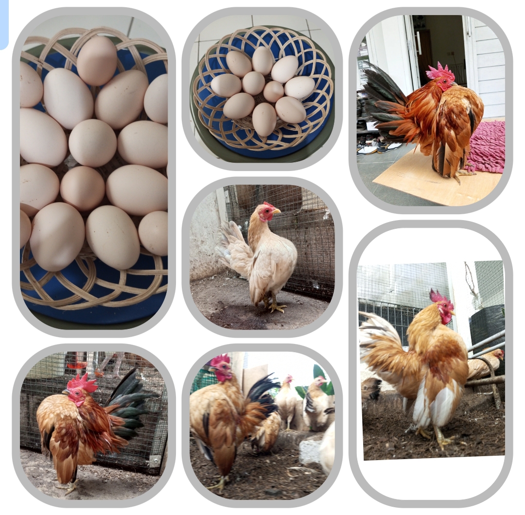 HLWR Parfum & Farm